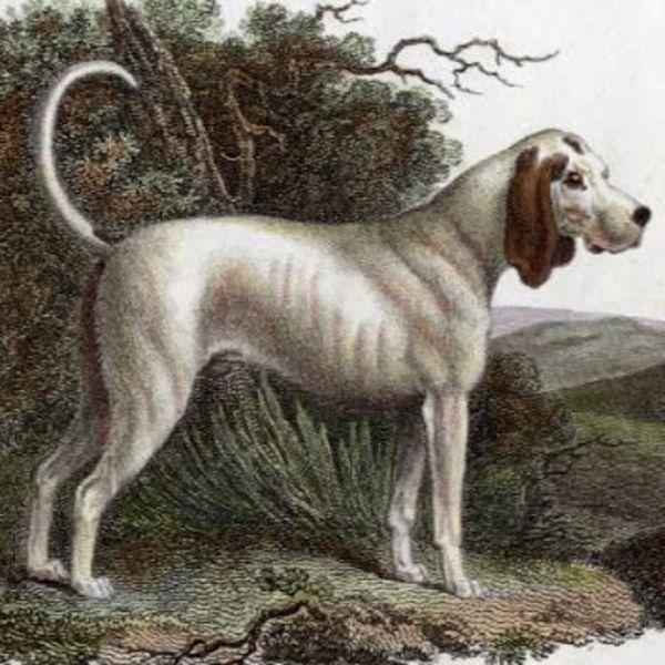Talbot Talbot to wymarła rasa psa myśliwskiego, uznawana za przodka współczesnego Beagle i ogara. Według niektórych kyno