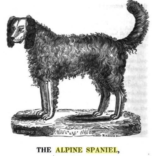 Alpine Spaniel to wymarła rasa psów wykorzystanych w ratowniczych akcjach górskich przez augustianów, którzy w dawnych c