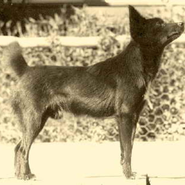 Tahltan Bear Dog Tahltan to rasa, która miała pewne cechy wspólne z pariasami i szpicami. Idealny czworonóg musiał być p