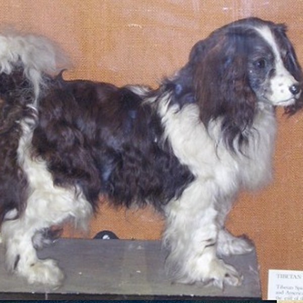 Toy Trawler Spaniel Toy Trawler Spaniele , z racji dużego podobieństwa do Sussexów i King Charles Spanieli , są uznawane