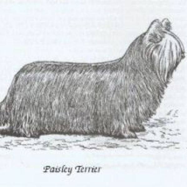 Paisley Terrier Wymarła rasa psa Paisley Terrier to protoplasta dzisiejszego Y orkshire Terriera , został stworzony prze