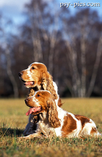 Cocker spaniele angielskie