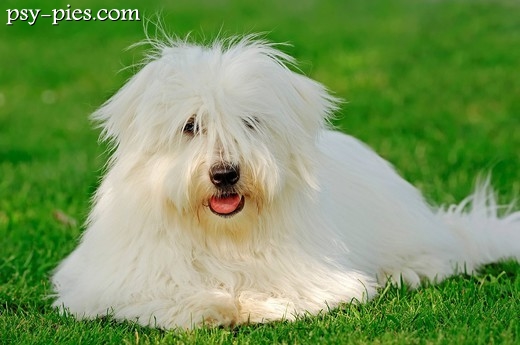 Pies Coton de Tulear