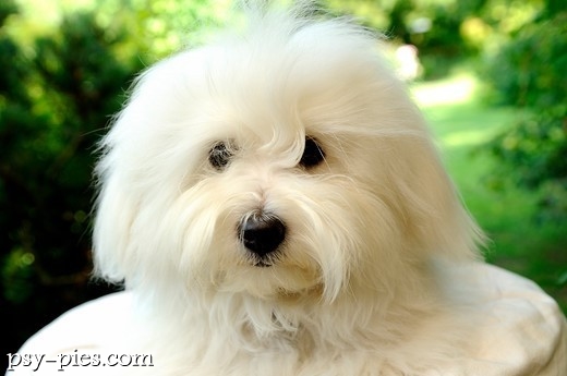 Biały pies Coton de Tulear