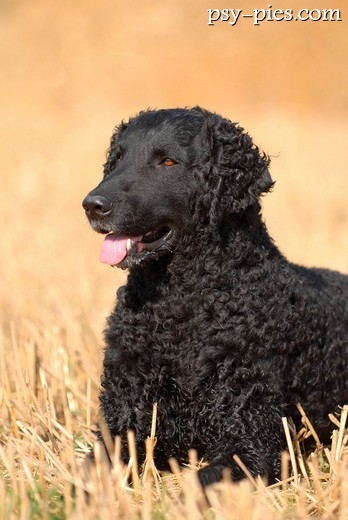 Czarny curly coated retriever w dobrej kondycji