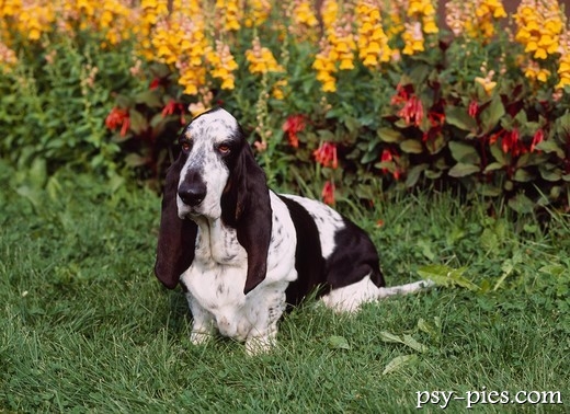 Basset hound leżący w domu