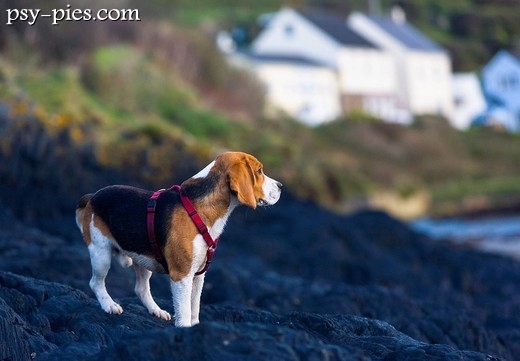 Beagle