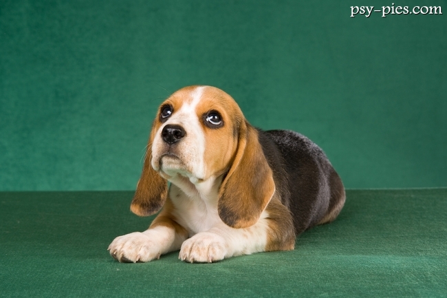 Szczeniak Beagle