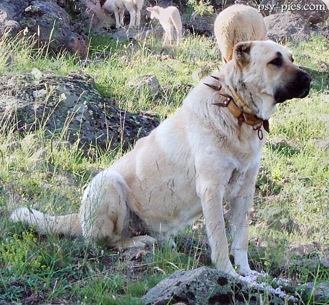 Kangal I miejsce
