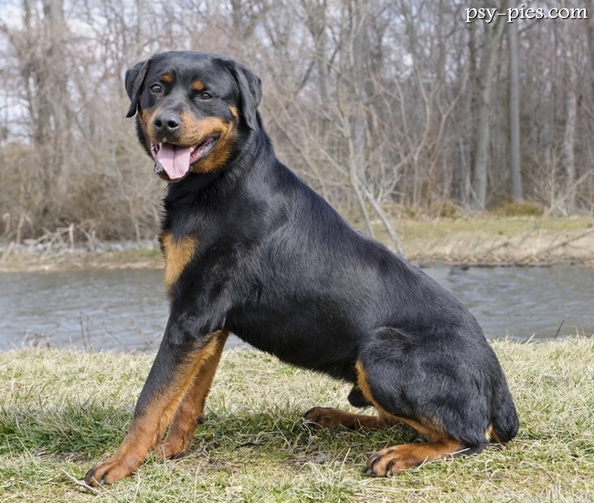 Rottweiler, klasyczny pies obronny