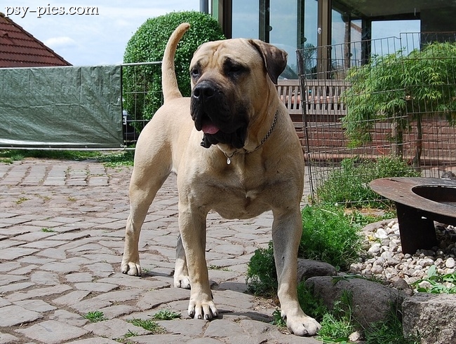 Dog kanaryjski (perro de presa canario)