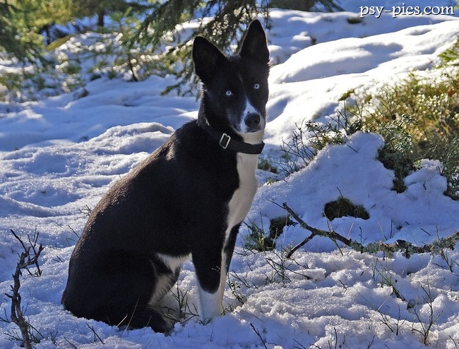Alaskan husky