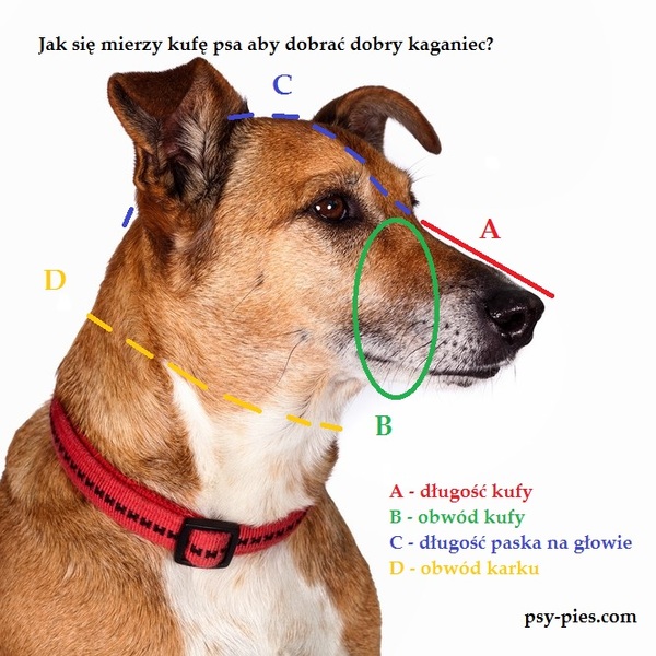 Jak się mierzy kufę psa aby dobrać dobry kaganiec? A - długość kufy psa - w tym celu musimy zmierzyć odległość od czubka