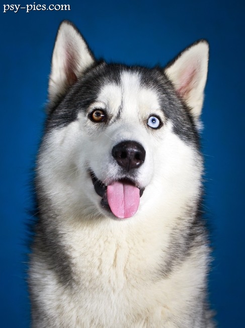 Syberian husky
