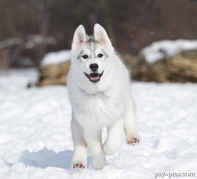 Szczeniak Syberian husky