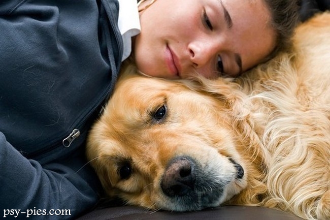 Golden retriever podczas zajęć z dogoterapii z dzieckiem