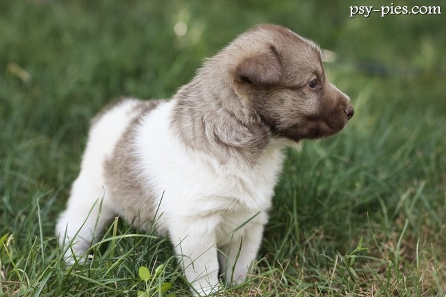 Mała znajda w schronisku, kandydatka do wirtualnej adopcji