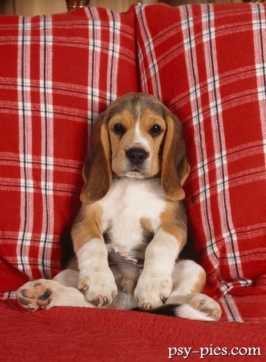 Szczeniak Beagle
