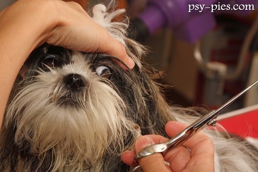 Pielęgnacja oczu shih tzu: przemywanie kącików oka