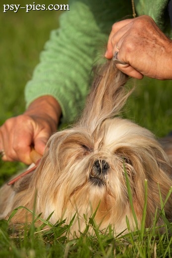 Rozczesywanie kołtunów u shih tzu