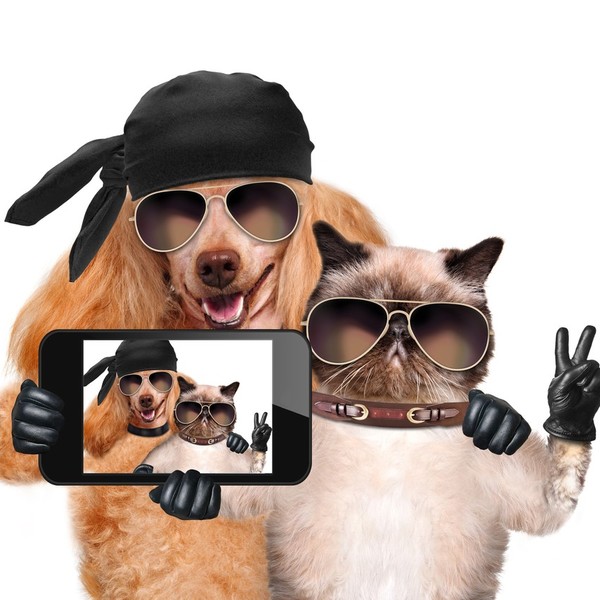 Słodka selfie kota z psem, czy psa i kota?