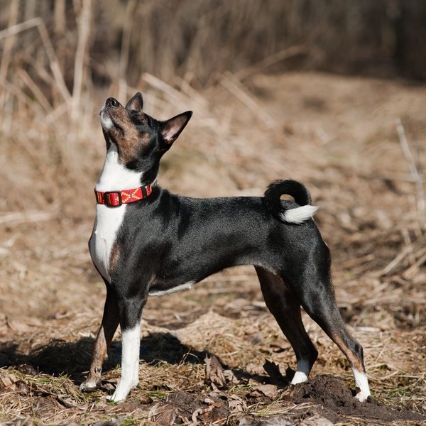 Basenji Basenji należy do pierwotnych ras psów trzymanych w domach przez ludzi zamieszkujących strefę równikową. Rasa zo