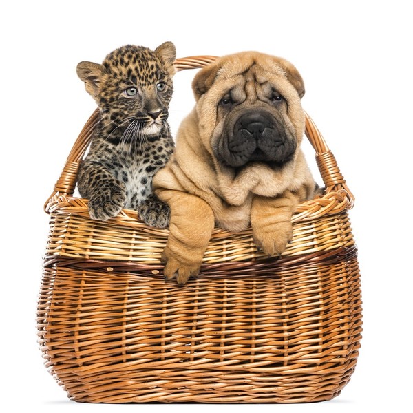 Shar pei i młody Lampart.