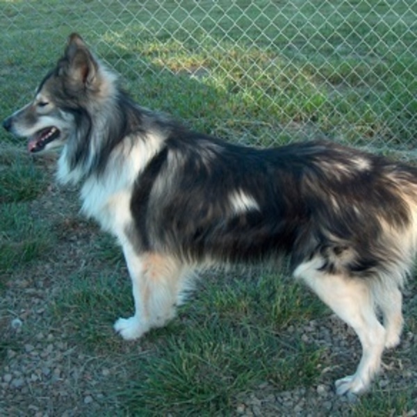 Native American Indian Dog Niektórzy hodowcy są zdania, że Native American Indian Dog to psy selektywnie hodowane w celu