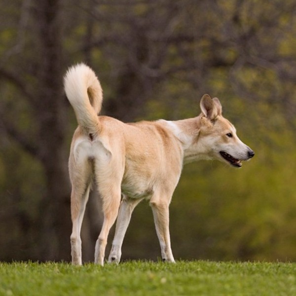 Canaan Dog Canaan Dog to starożytna rasa psów wyhodowana w Izraelu na skutek skrzyżowania półdzikich psów zamieszkującyc