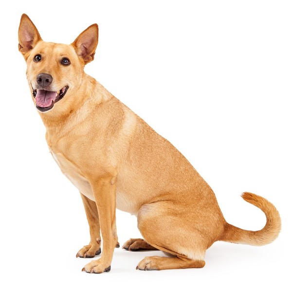 Carolina Dog Carolina Dog to rasa odkryta w 1970 roku Dra I. Lehr Brisbin Juniora. Czworonogi osiągają średnią wielkość 