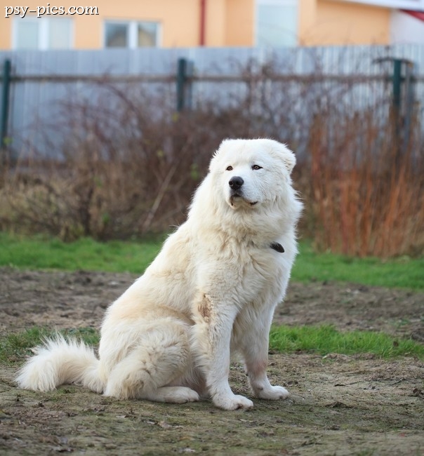 Owczarek z Maremma