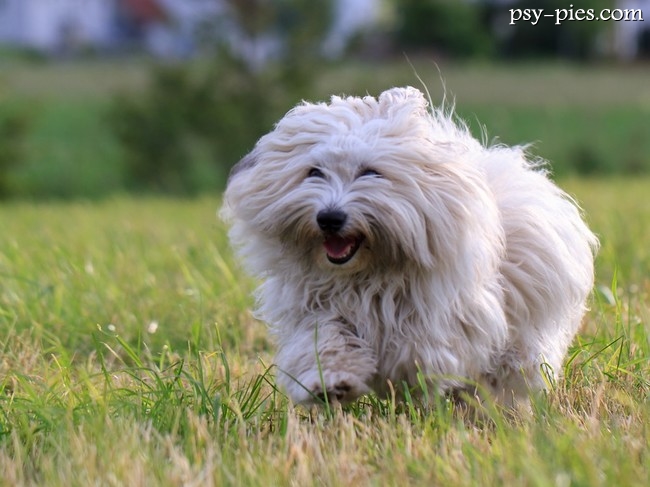 Coton de Tulear