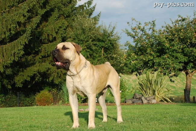 Dog kanaryjski