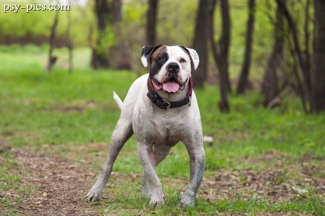 Buldog amerykański
