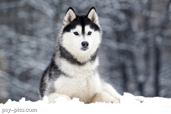 Syberian husky