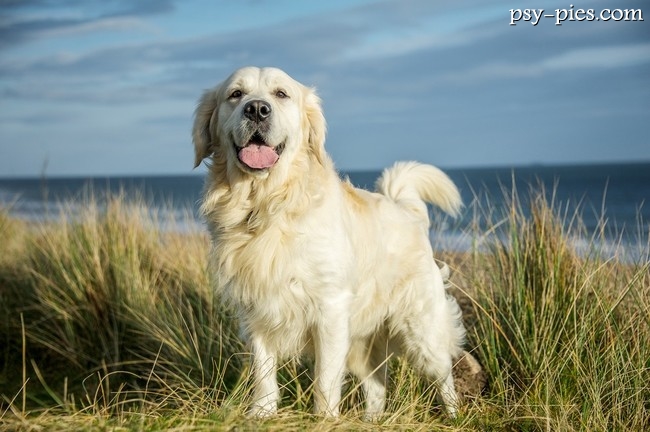 Golden retriever