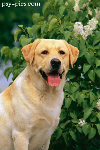 Labrador retriever