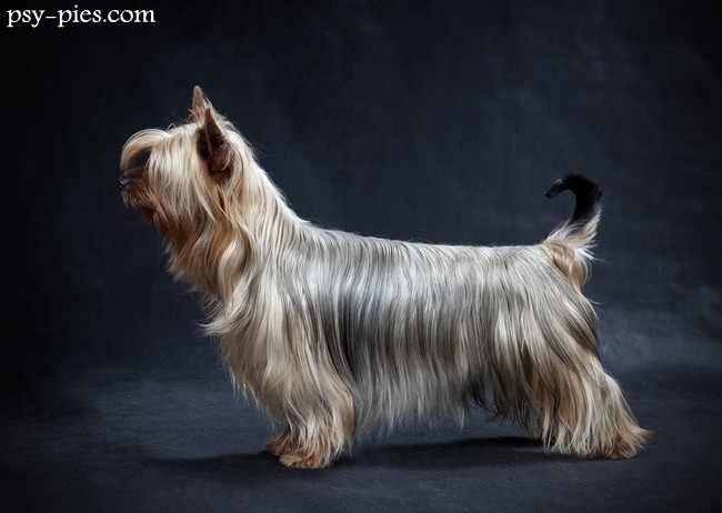 Australian silky terier