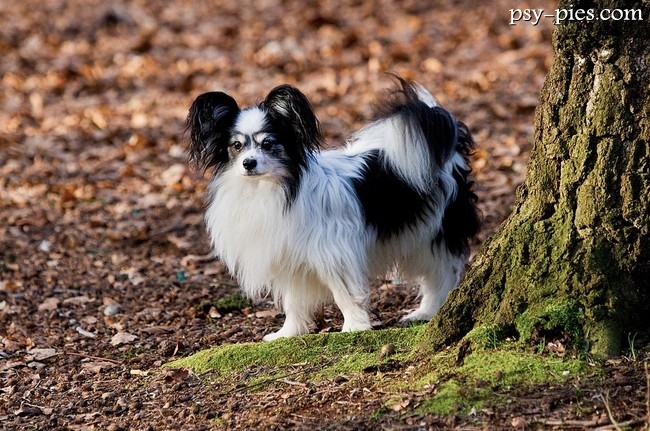 Spaniel kontynentalny miniaturowy