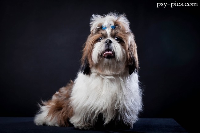 Shih Tzu