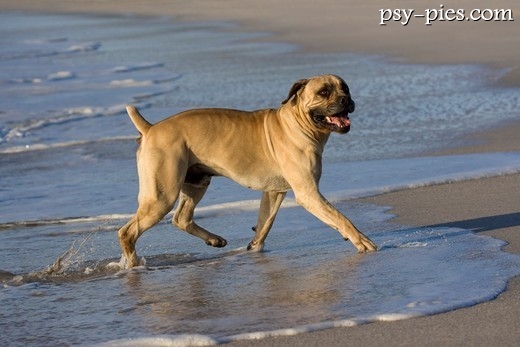Boerboel