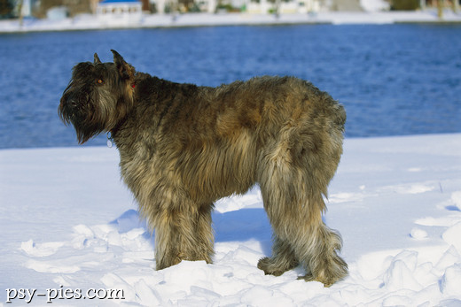 Bouvier des flandres