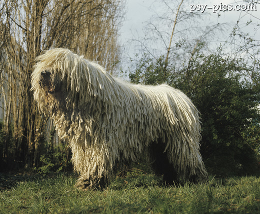 Komondor