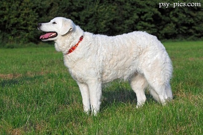 Kuvasz