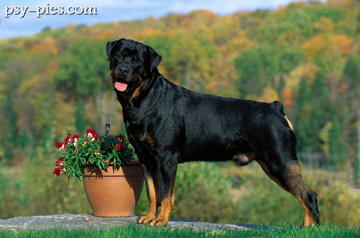 Rottweiler