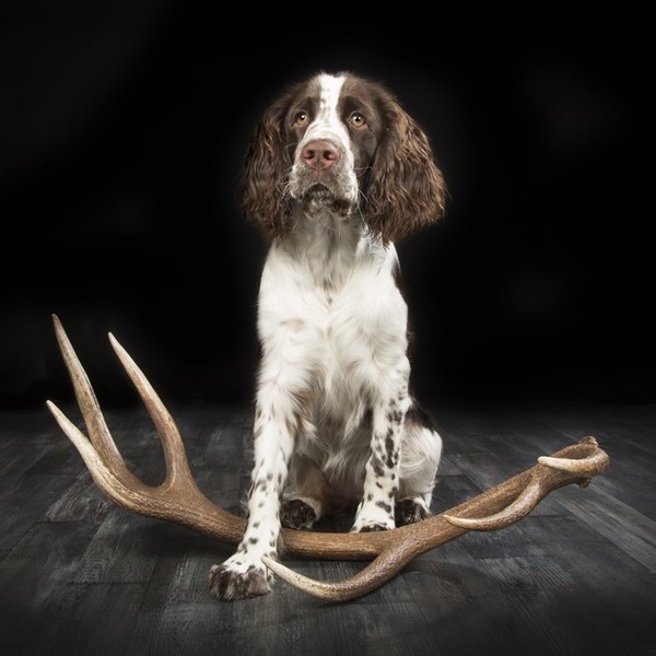Springer spaniel angielski rasa psów należących do grupy psów aportujących, płochaczy i psów dowodnych, zaklasyfikowana 