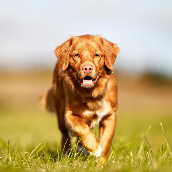 Retriever z Nowej Szkocji jedna z ras psów , należąca do grupy psów aportujących, płochaczy i psów wodnych, zaklasyfikow