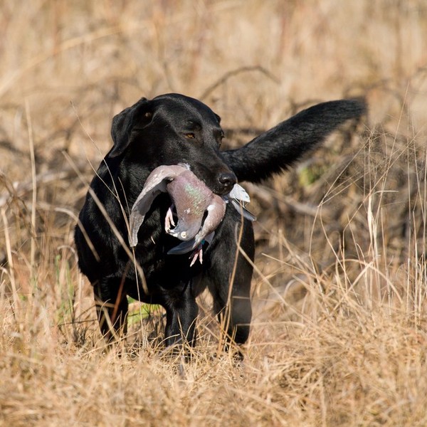 Czarny Labrador aportujący gołębia Labrador retriever rasa psa, należąca do grupy psów aportujących, płochaczy i psów wo