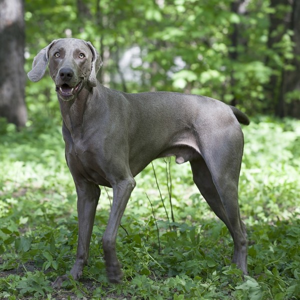 Wyżeł weimarski krótkowłosy ( Weimaraner Kurzhaarig) jedna z ras psów , należąca do grupy wyżłów, zaklasyfikowana do sek