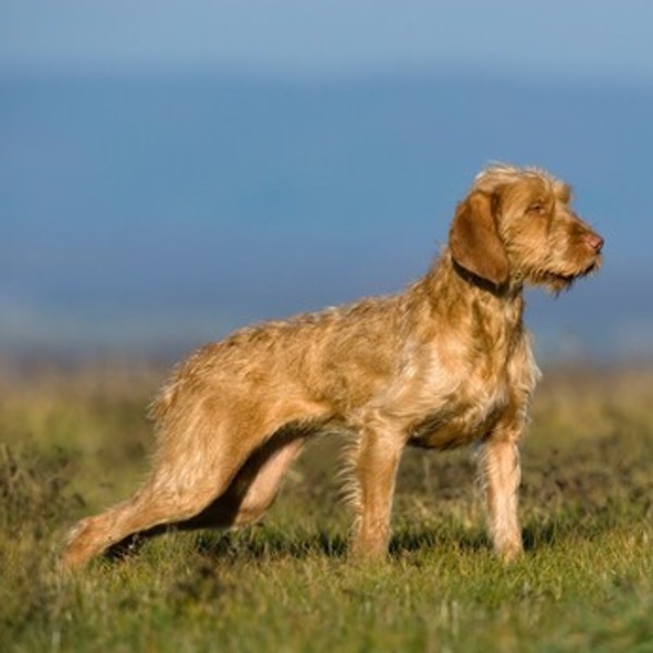 Wyżeł węgierski szorstkowłosy (Wire-haired Vizsla) rasa psów myśliwskich z grupy wyżłów. Zaklasyfikowana do sekcji wyżłó